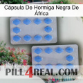 Cápsula De Hormiga Negra De África 20